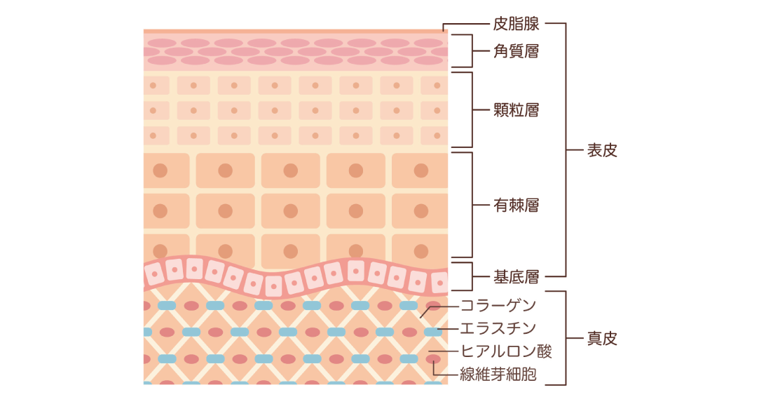 ウルトラセルQプラス