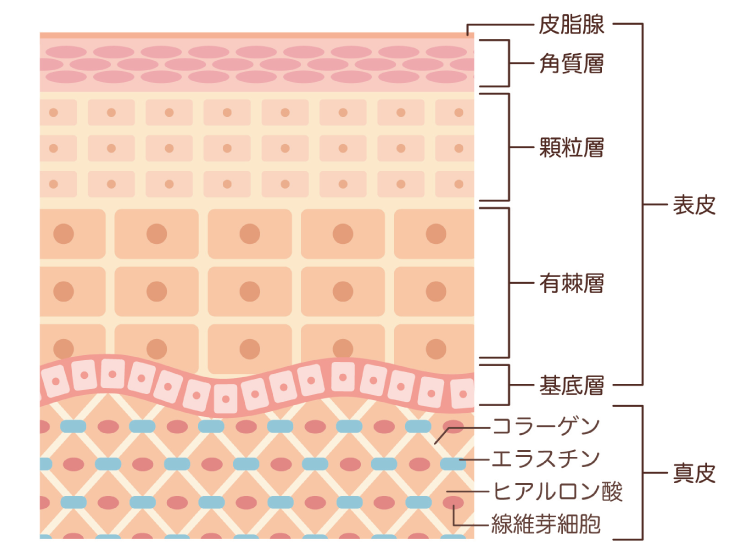 ウルトラセルQプラス