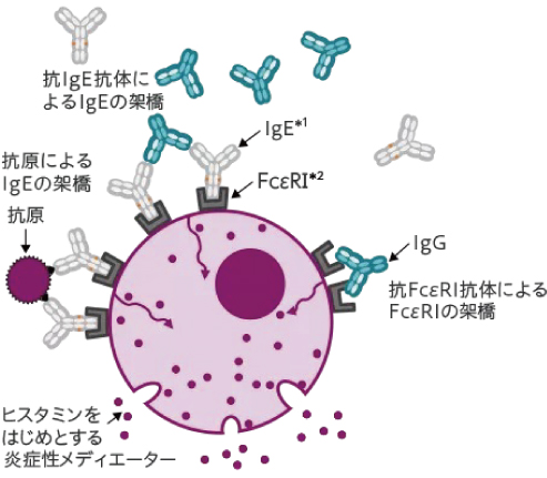 皮膚科・アレルギー科