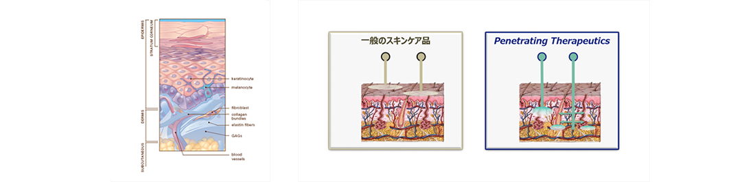 ゼオスキンヘルスの優れたデリバリーシステム